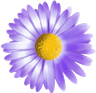 Rumah Daisy Cantik